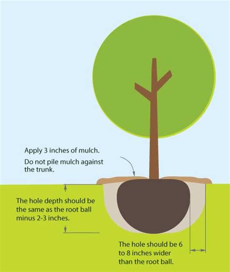 Tree Shrub Planting Guide Tree Top Nursery Landscape Inc