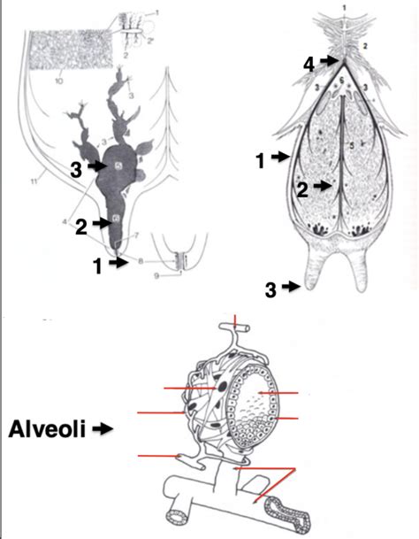 ANSC250 Exam2 Swine Dairy Sheep Goat Diagram Quizlet