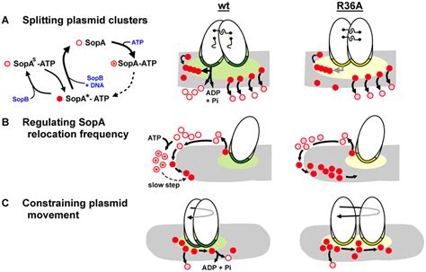 Steps In Partition At Which Sopb Stimulates Sopa To Hydrolyse