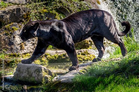 Black jaguar Stock Photo | Adobe Stock