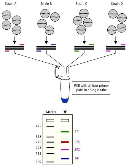 Multiplex PCR: Principle, Applications • Microbe Online