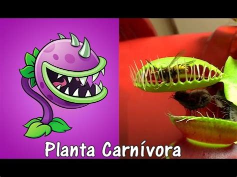 Plants Vs Zombies 2 Plantas en la Vida Real con Imágenes SEGUNDA PARTE