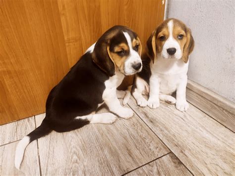 Beagle Tricolor Suczka Rawa Mazowiecka Olx Pl