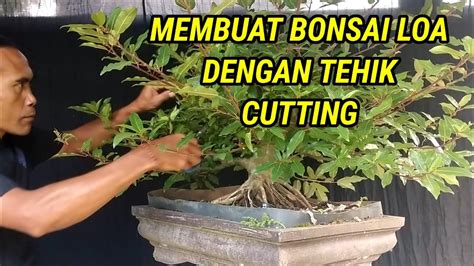 Membuat Bonsai Loa Dengan Tehnik Cutting Youtube