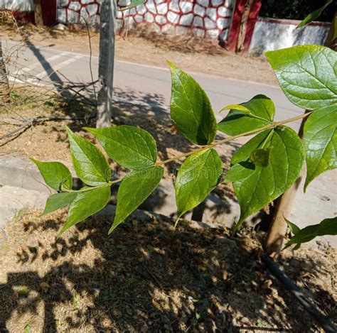 Medicinal Parijat Tree or Nyctanthes Arbor Tristis Green Leaves Stock ...