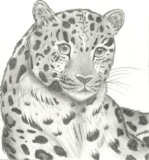 Amur Leopard Sketch At Explore Collection Of Amur