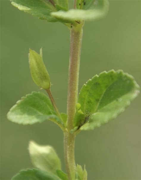 Mecardonia procumbens (Introduced) – eFlora of India