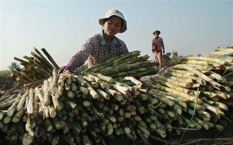 Sugar Mills Raise Sugarcane Price To K150000tonne For 2023 2024