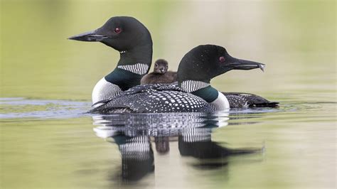 Understanding Bird Behavior | Bird Academy • The Cornell Lab