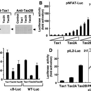 Tax2 Stimulates IL 2 Promoter Activity In A T Cell Line A Jurkat