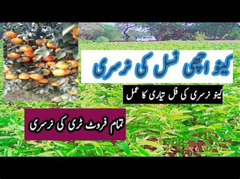 Orange Nursery Farming Kinnu Nursery Pakistan Punjab Sargodha High