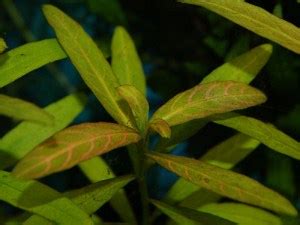 Hygrophila Polysperma - How to Grow and Care for Hygrophila Polysperma ...