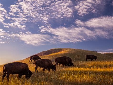 Things You Didnt Know About Badlands National Park The Rogue