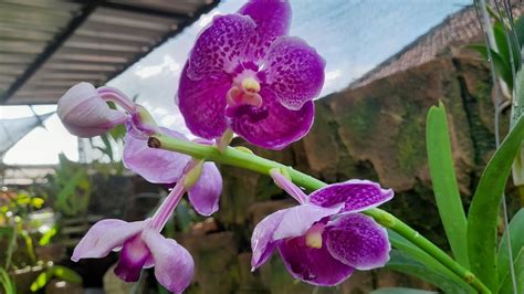 Vanda Pure Wax Blue Vanda Dr Anek X V Kasem Delight In Bloom Youtube