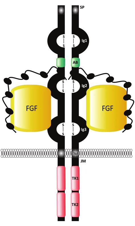 Schematic Diagram Of FGFR FGF Heparin Sulfate Proteoglycan Binding