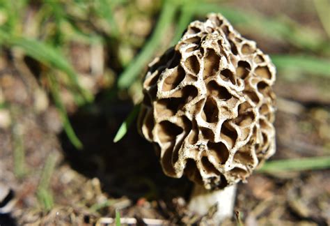 Wilderness Medicine Menu: True Morels and False Morel Poisoning ...