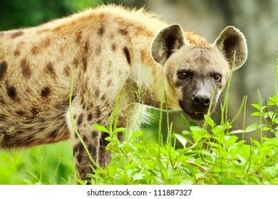 Hyena Bone Photos and Images | Shutterstock