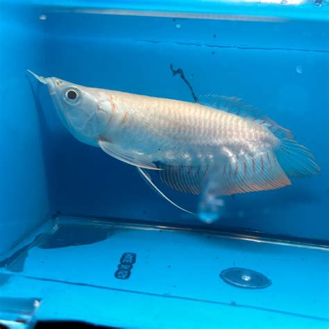 Albino Short Arowana For Sale Exotic Fish Shop 774 400 4598