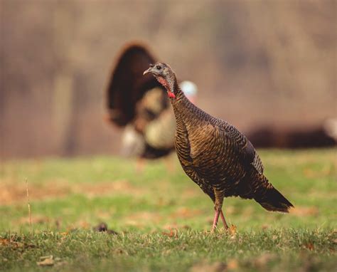 How to Call Fighting Hens While Wild Turkey Hunting