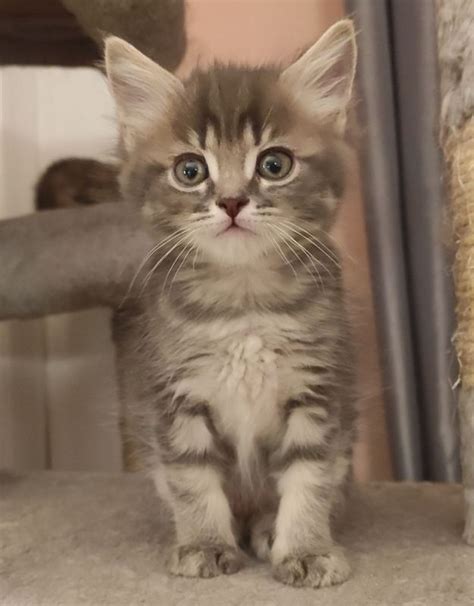 Maine Coon Bkh Mix Kitten In Eisenach Th Ringen Snautz De