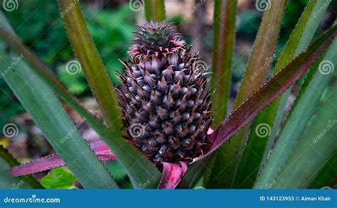 Small Baby Pineapple Plant in the Garden Stock Image - Image of growth ...