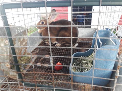 Standard Rex Rabbits For Sale Centralia WA 265266