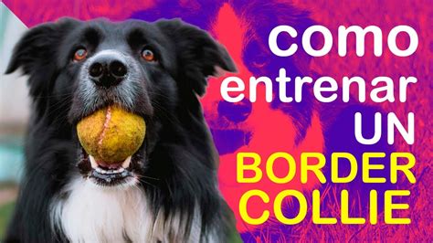 Con Que Frecuencia Hacer Ejercicio A Un Cachorro Border Collie