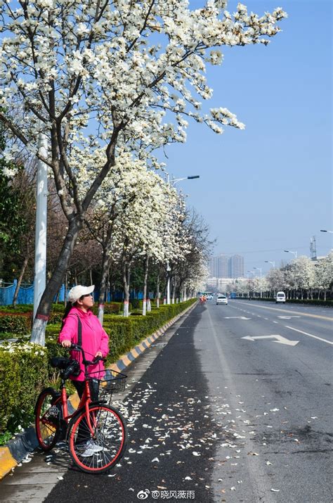 踏青赏春不必东奔西走赏玉兰花西安高新区最全路线都在这儿啦