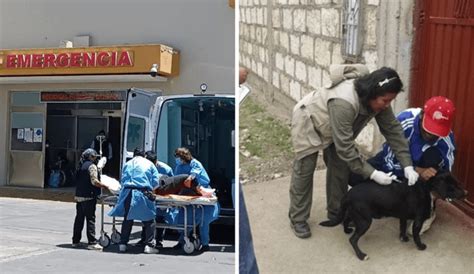 Arequipa Confirman Caso De Mujer Contagiada Con Rabia Humana Tras Ser Mordida Por Un Perro