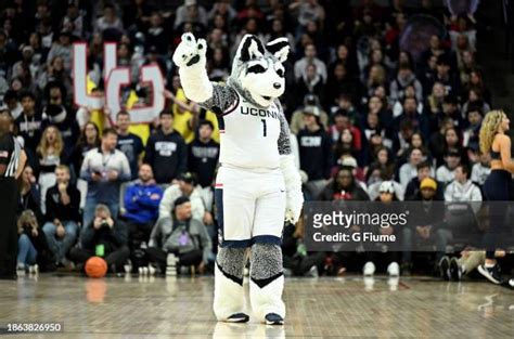 497 Connecticut Huskies Mascot Stock Photos, High-Res Pictures, and ...