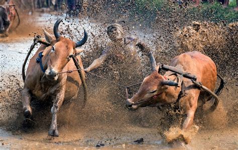 Festival Pacu Jawi Carrera Tradicional De Toros En Tanah Datar