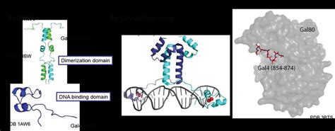 1 Structures of Gal4 domains. a) Various structures of the Gal4 DBD and ...