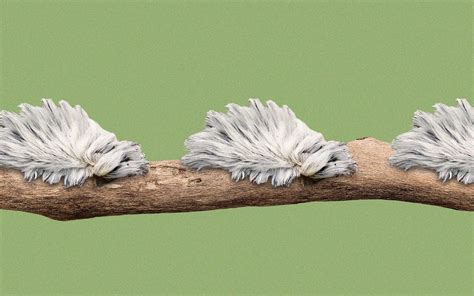 Please Do Not Touch The Toxic Toupee” Texass Most Venomous Caterpillar