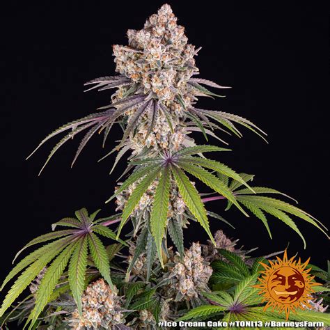 Ice Cream Cake Weed Strain Barneys Farm