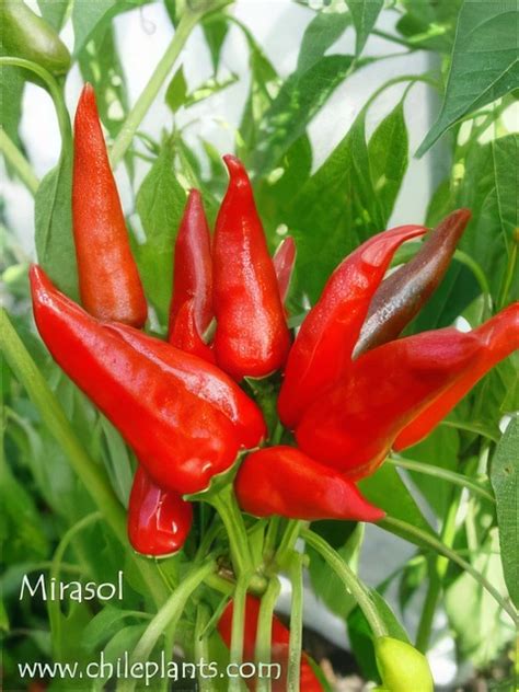 Mirasol Chilepepper Seed