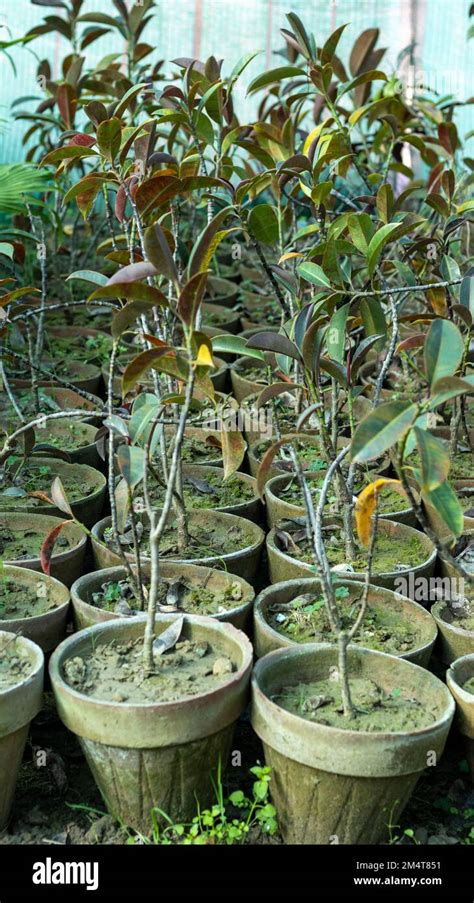 Jamun Fruit Syzygium Cumini Black Plum Fruit Tree Seedlings In A Pots