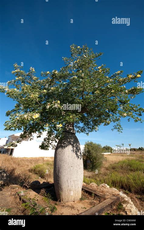 Un blanco de seda Floss tree Chorisia insignis también conocida como