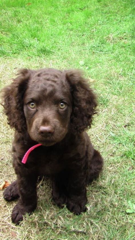 American Water Spaniel Puppies