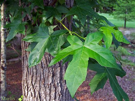 Sweet Gum - Liquidambar styraciflua - North American Insects & Spiders