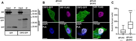 Frontiers Actin Cytoskeleton Depolymerization Increases Matrix