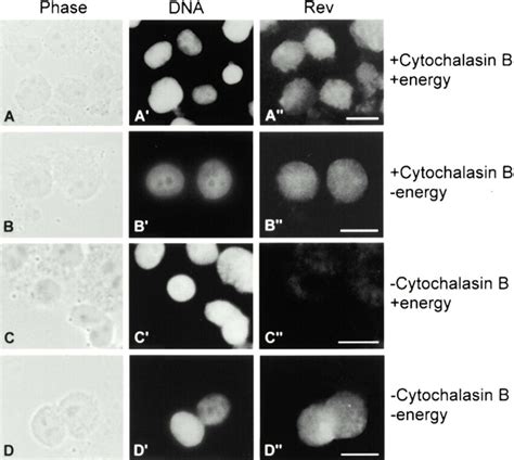 Nuclear Export Of Rev In A Cell Free System Nuclei Were Isolated From