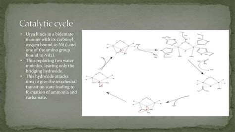 Urease Enzyme And Its Catalytic Cycle Ppt