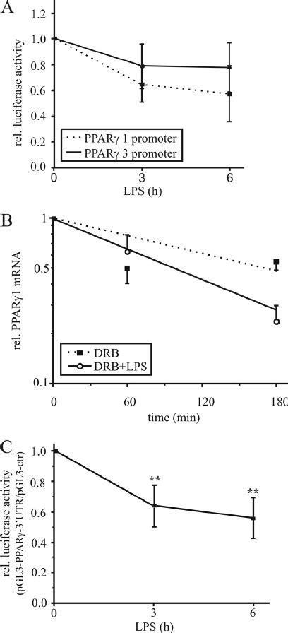 Destabilization Of Ppar Mrna A Ppar Promoter And