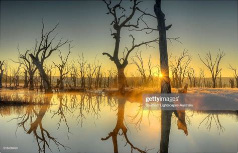 First Light At Winton Wetlands Central Victoria Australia