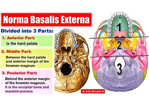 Osteology Of The Head Neck Dr Adel Bondok Pdf