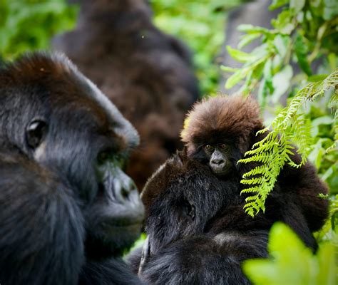 Gorilla Trekking in Volcanoes National Park Guide 2023/24