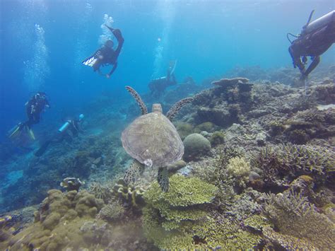 Banco De Imagens Mar Natureza Oceano Aventura Viagem Mergulho