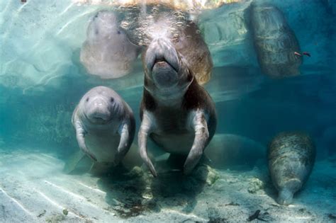 Where And How To Observe Manatees In The Wild Sarasota Magazine