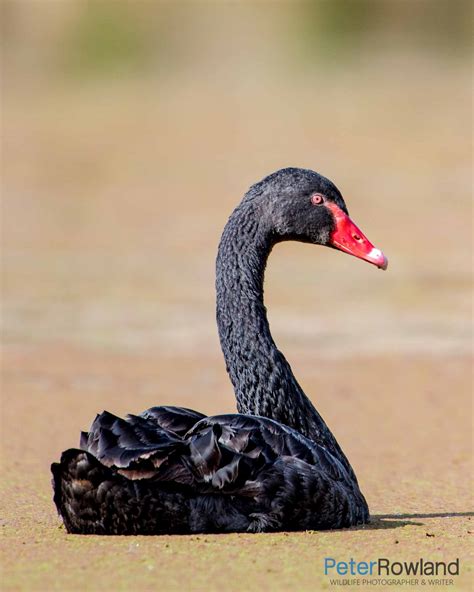 Black Swan Peter Rowland Photographer And Writer