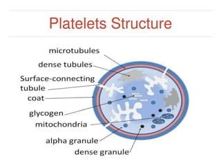 Thrombocytes Structure